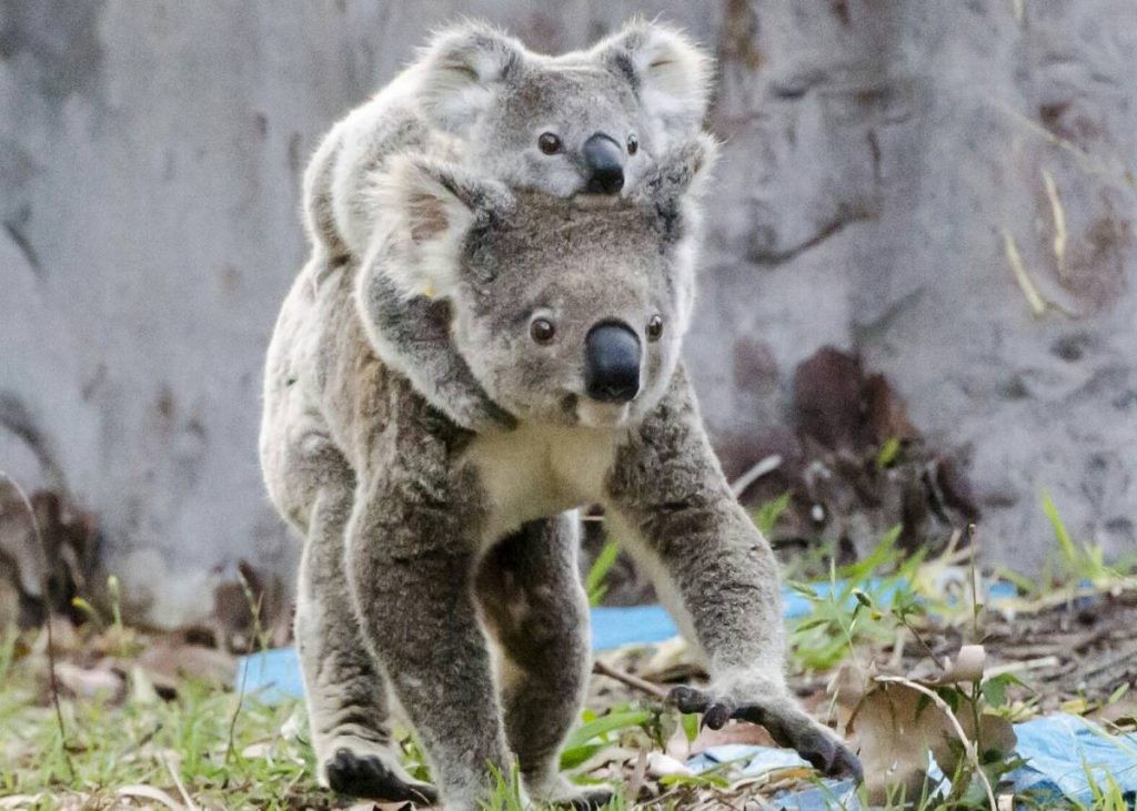 Koala mom baby